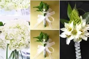 Hydrangea collection white