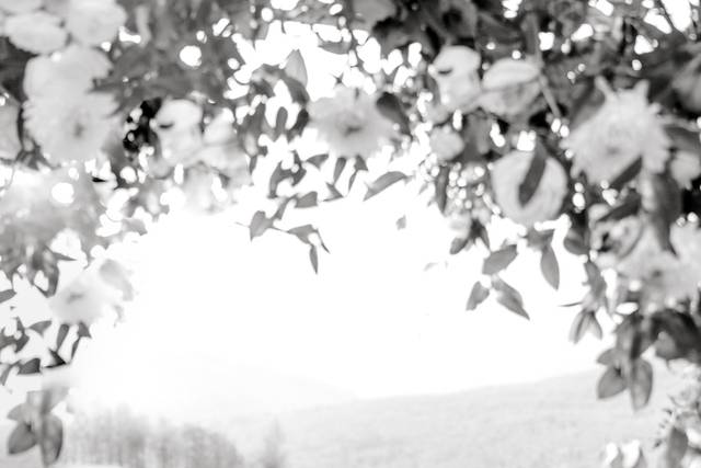 Newry Maine Wedding