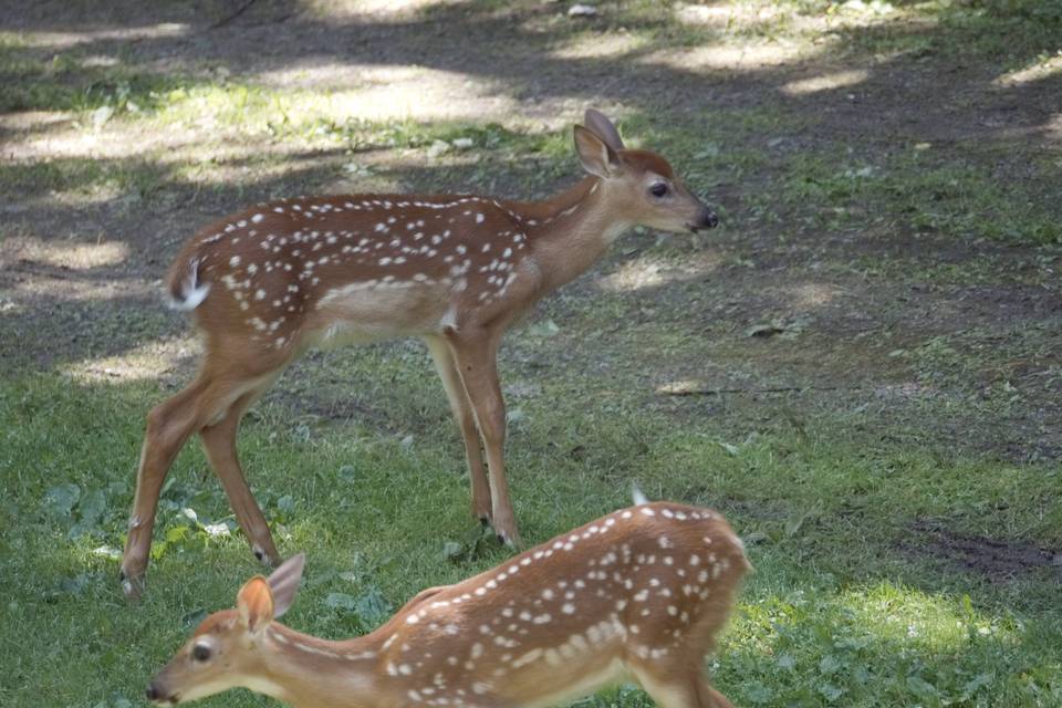 Some of our wildlife residents