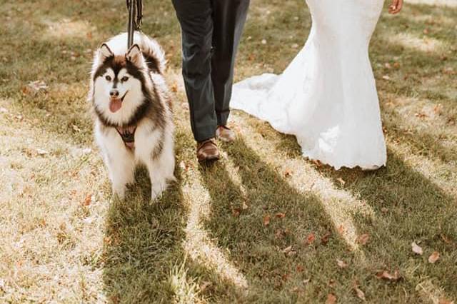 Fur baby at Ceremony