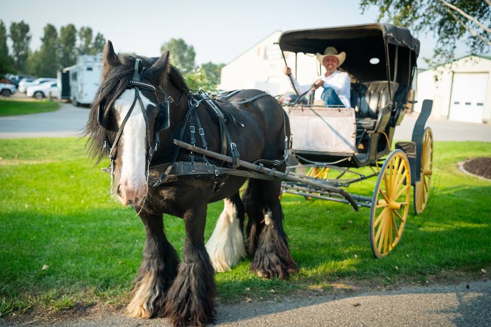 Wedding wagon 4