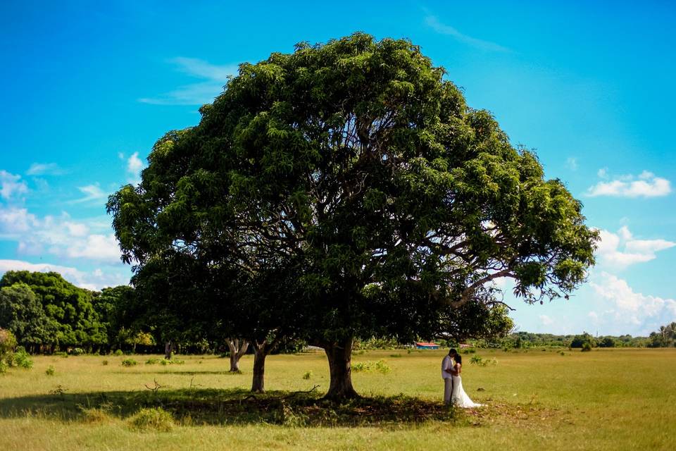 Under the tropical tree