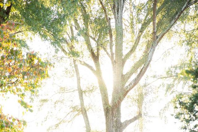 Barnsley Garden Engagements