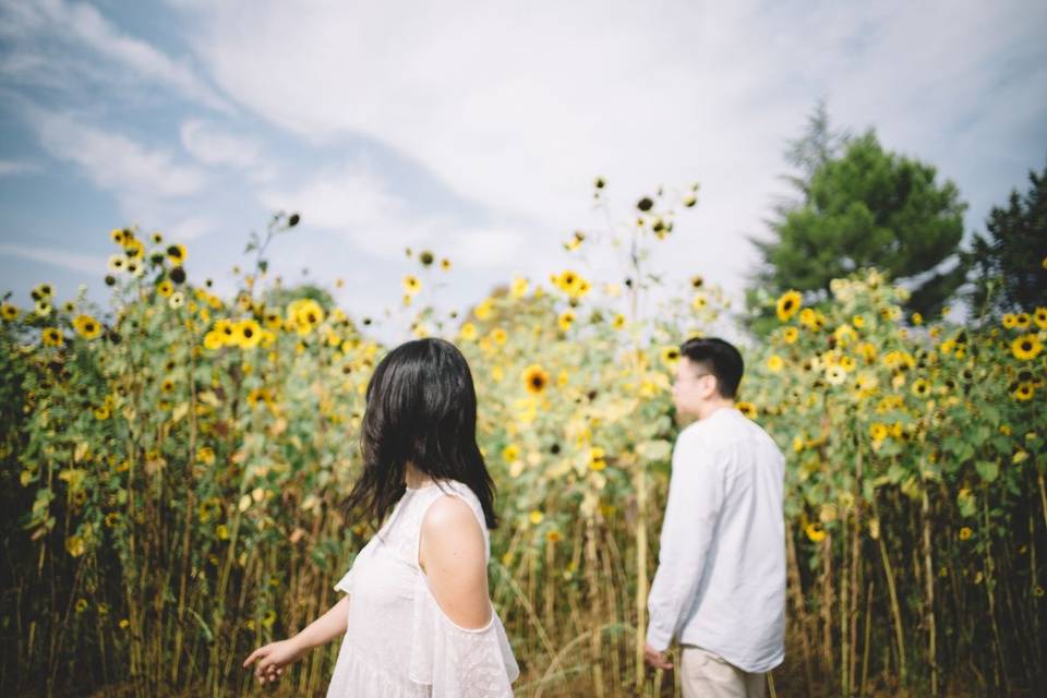 Sunflowers in provence // teri b photography