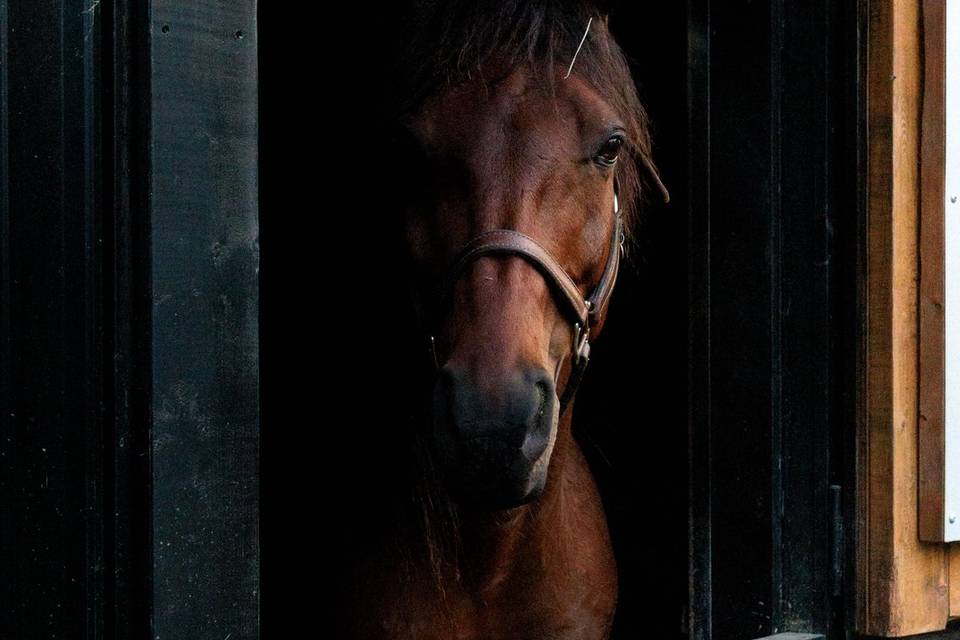 Stillwater Stables & Stays