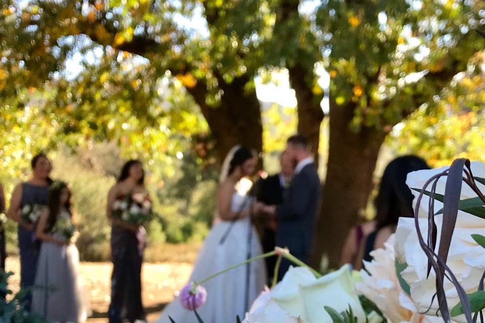 Wedding tree ~ julian, ca