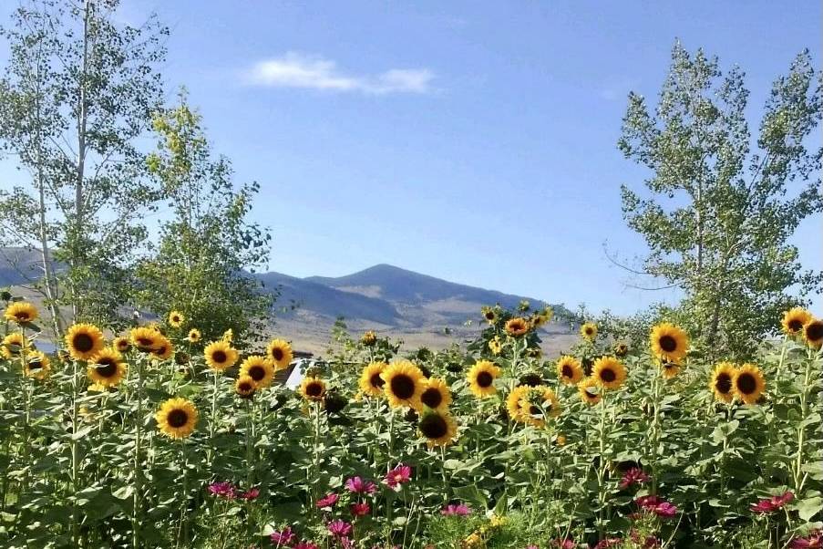 Sunflower Patch