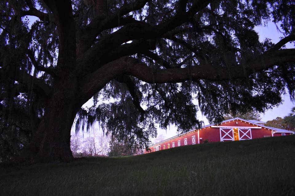 Barn and Large Live Oak