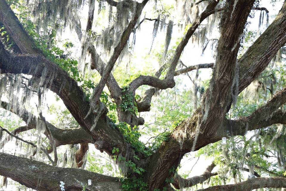 Arbor at Grainery Tree