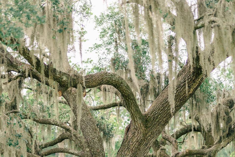 Live Oak Flowers