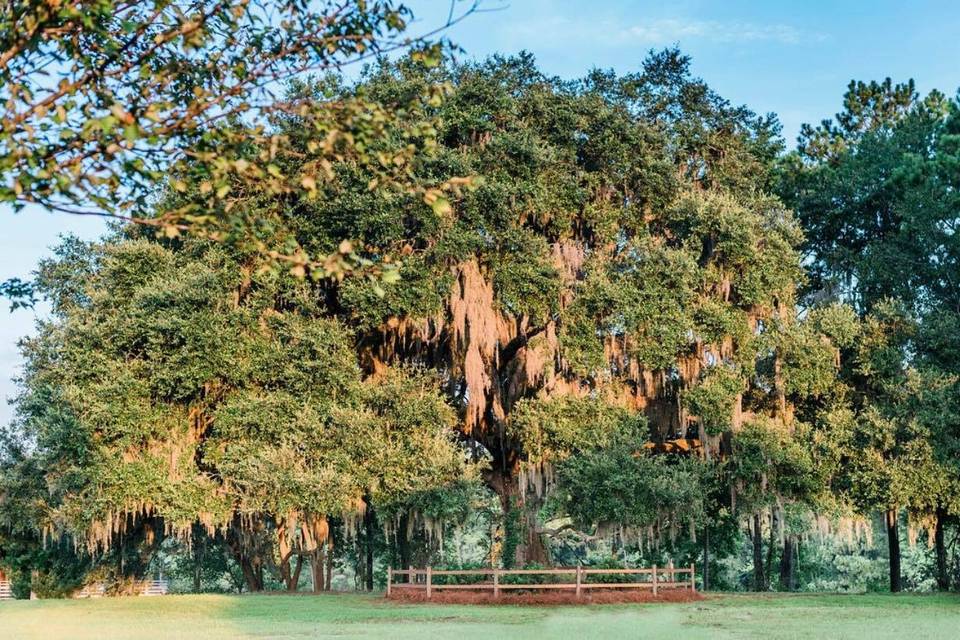 Big Oak at The Grainery