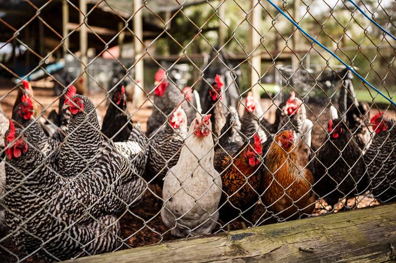 The Patty Shack Chickens