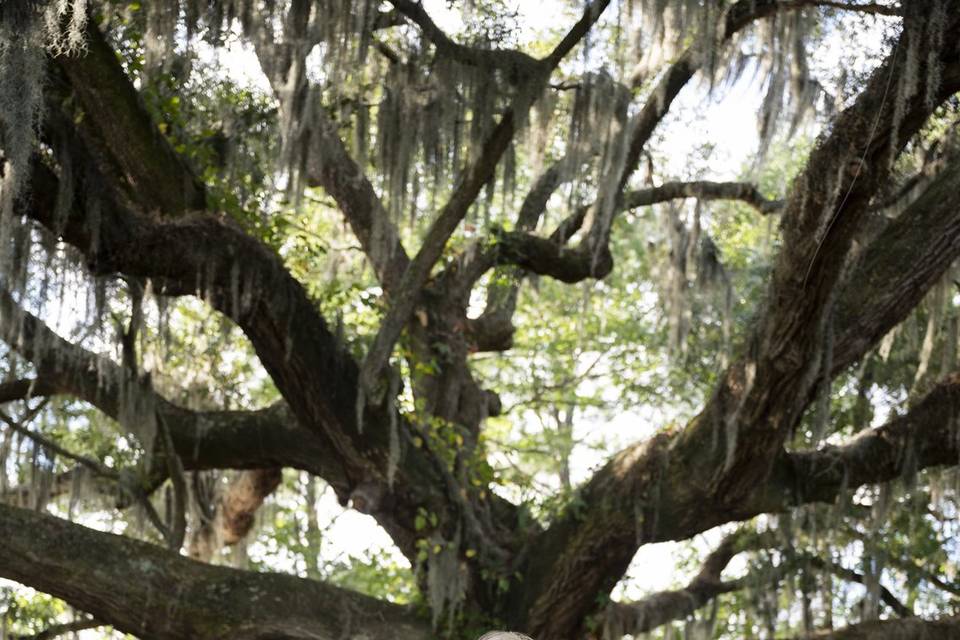 300 Year Old Live Oak