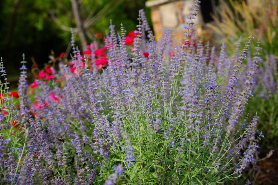 Lavender flowers