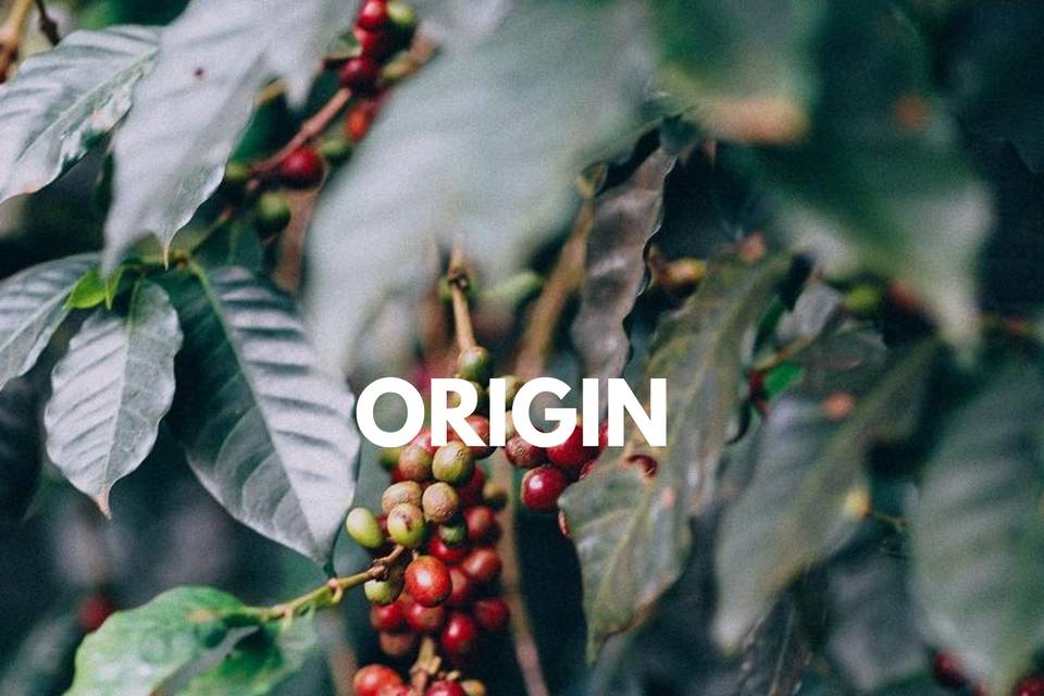 Coffee origins