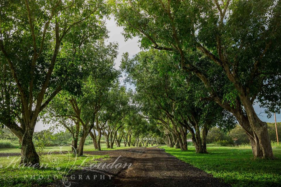 Puakea Ranch wedding © Karen Loudon Photography