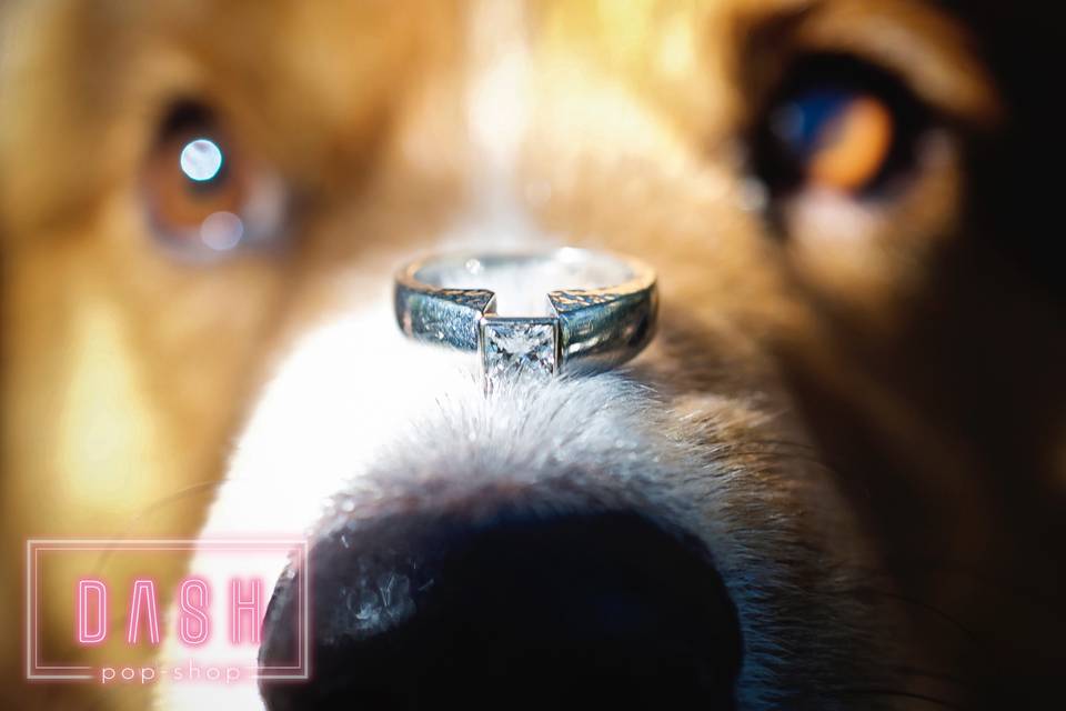 Dog with a ring