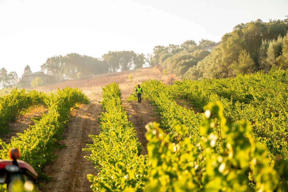 The Wine Label Lab by La Prenda Wines