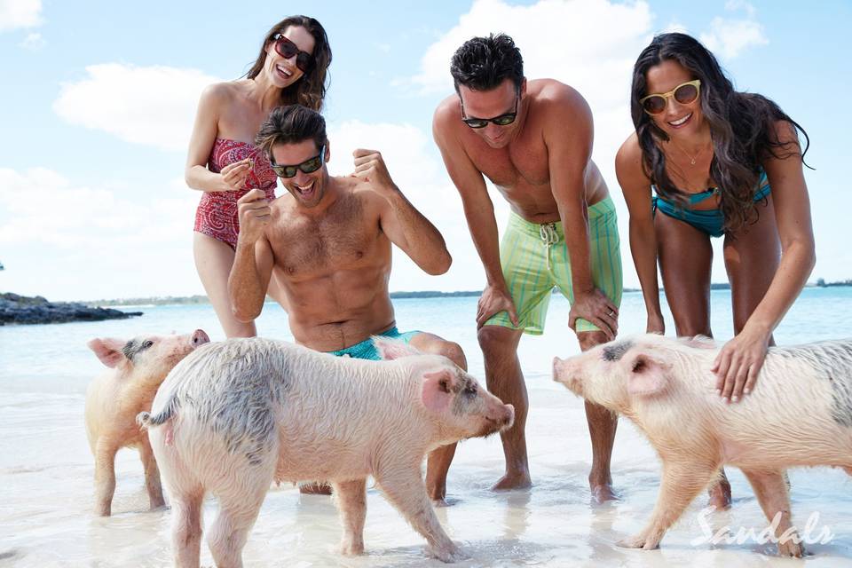 Swim with Pigs in the Bahamas!