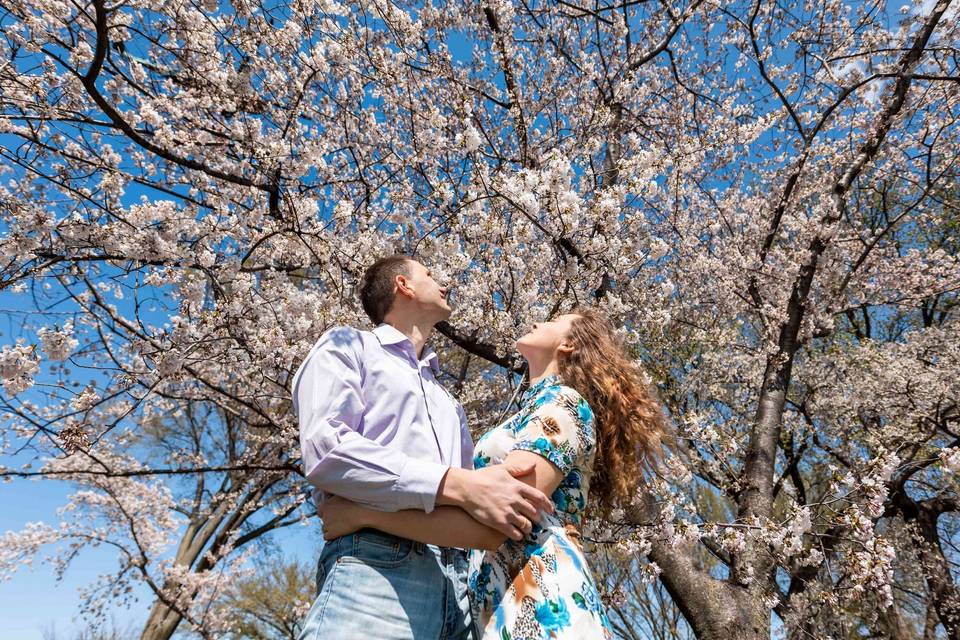 Cherry blossoms in japan