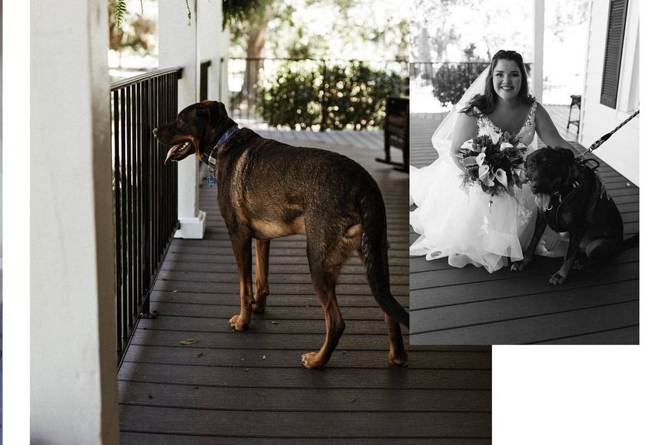 Fur Baby/Ring Bearer