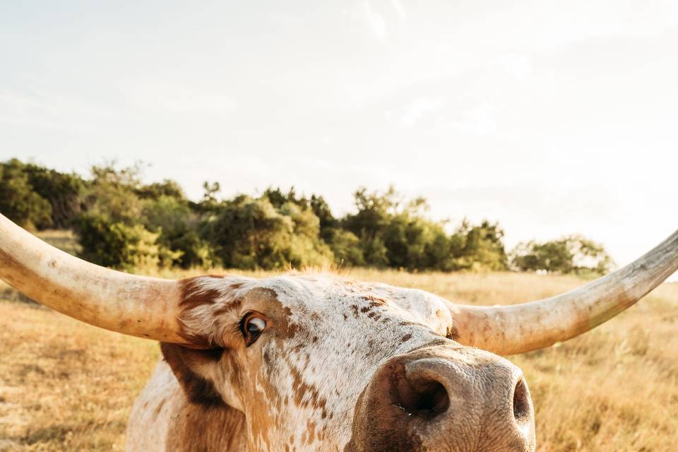 Longhorn