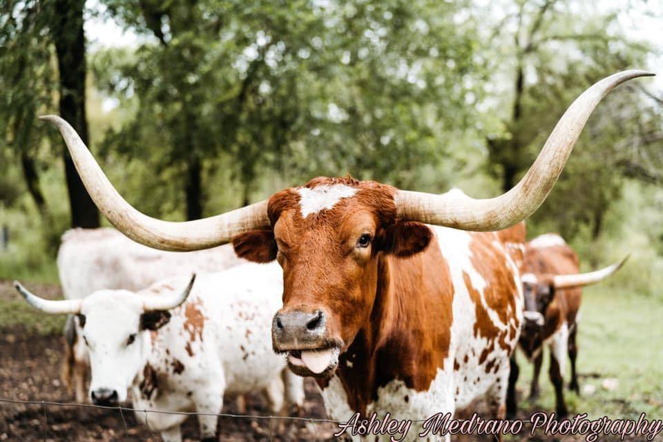 Longhorns