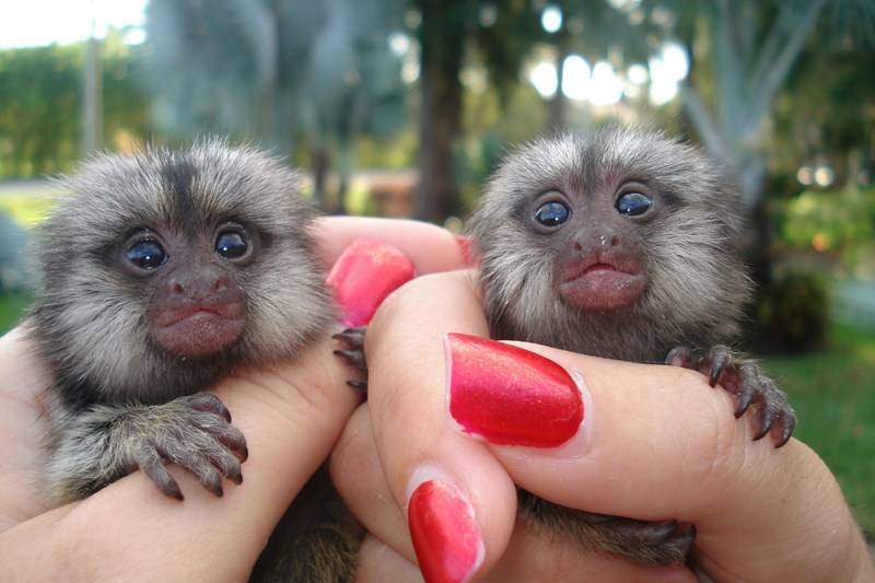 POCKET MONKEYS