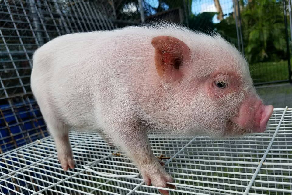 WHITE MINI PIG