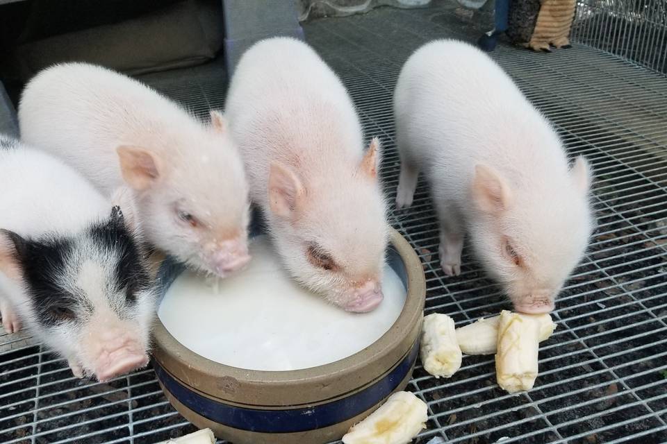 4 BABY MINI PIGS