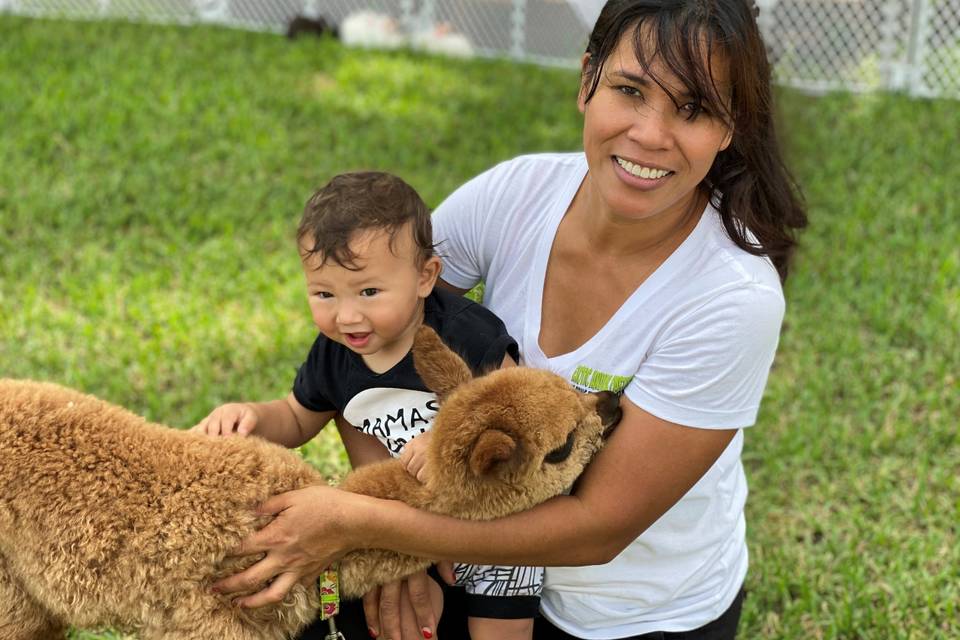 BABY ALPACS FOR KIDS PARTIES