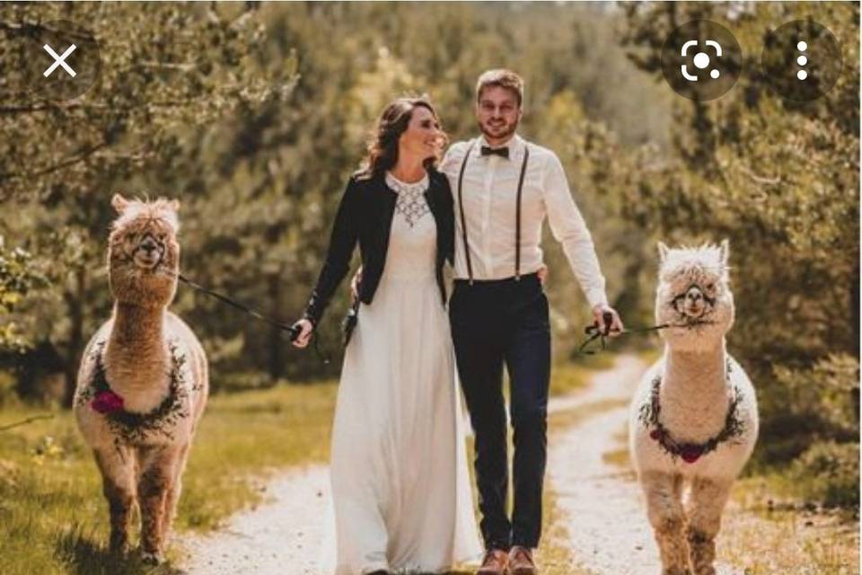 ALPACA WEDDINGS PHOTO SHOOT