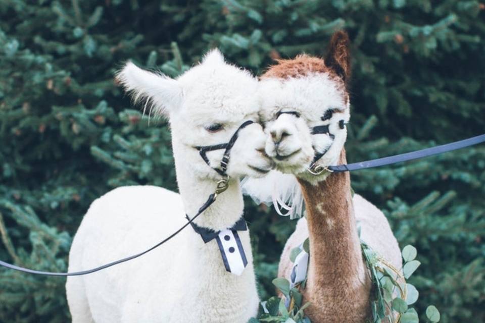 BABY ALPACAS