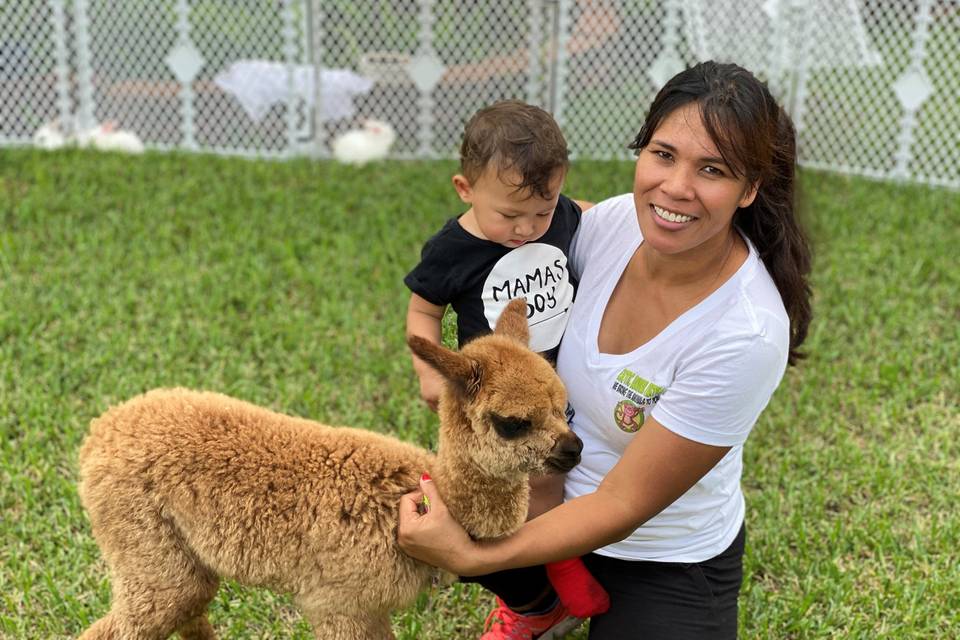 BABY ALPACAS