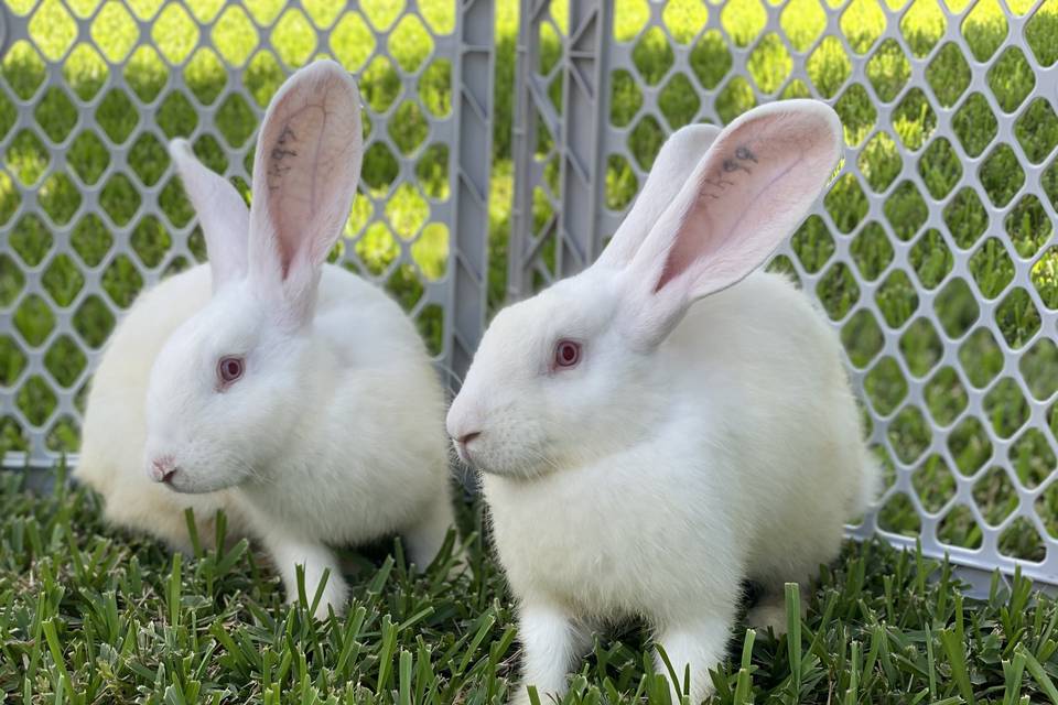 GIANT BUNNIES