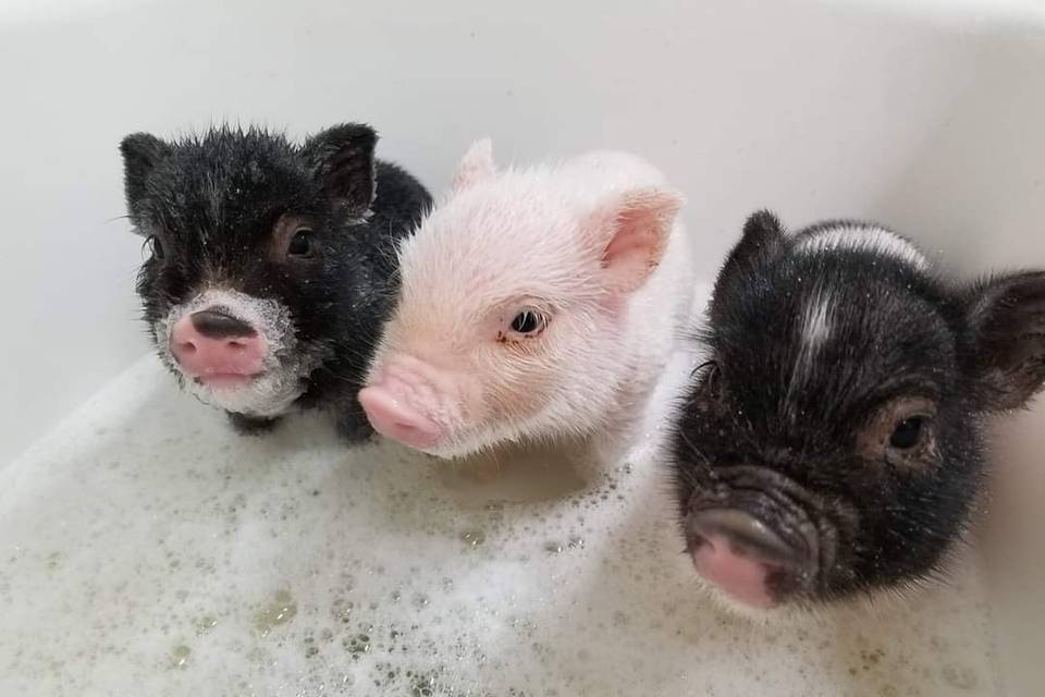 3 BABY MINI PIGS