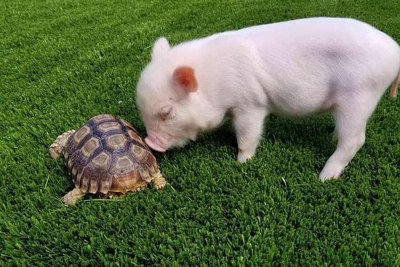 BABY MINI PIG AND TORTOUS