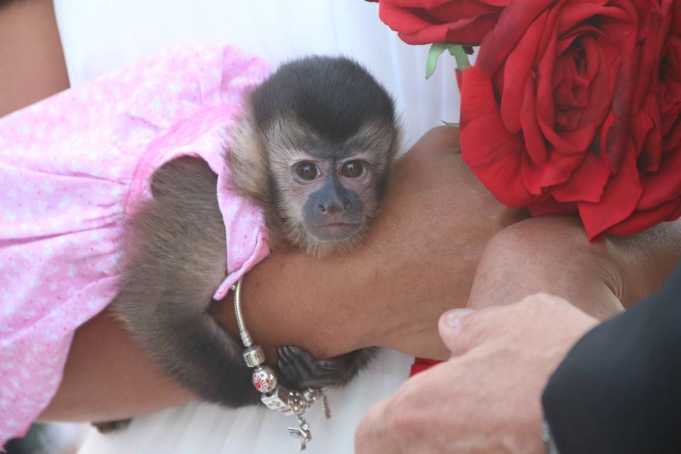 BABY MONKEYS FOR WEDDING PHOTO