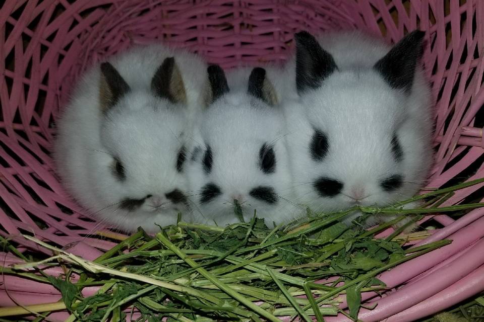 DWARF BUNNIES