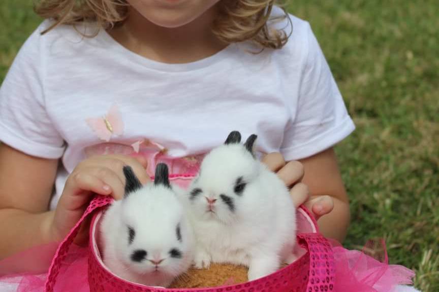 KIDS PHOTO SHOOT WITH BUNNIES