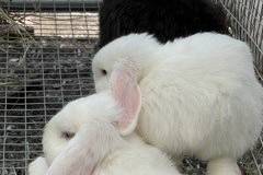 LOP EAR RABBITS