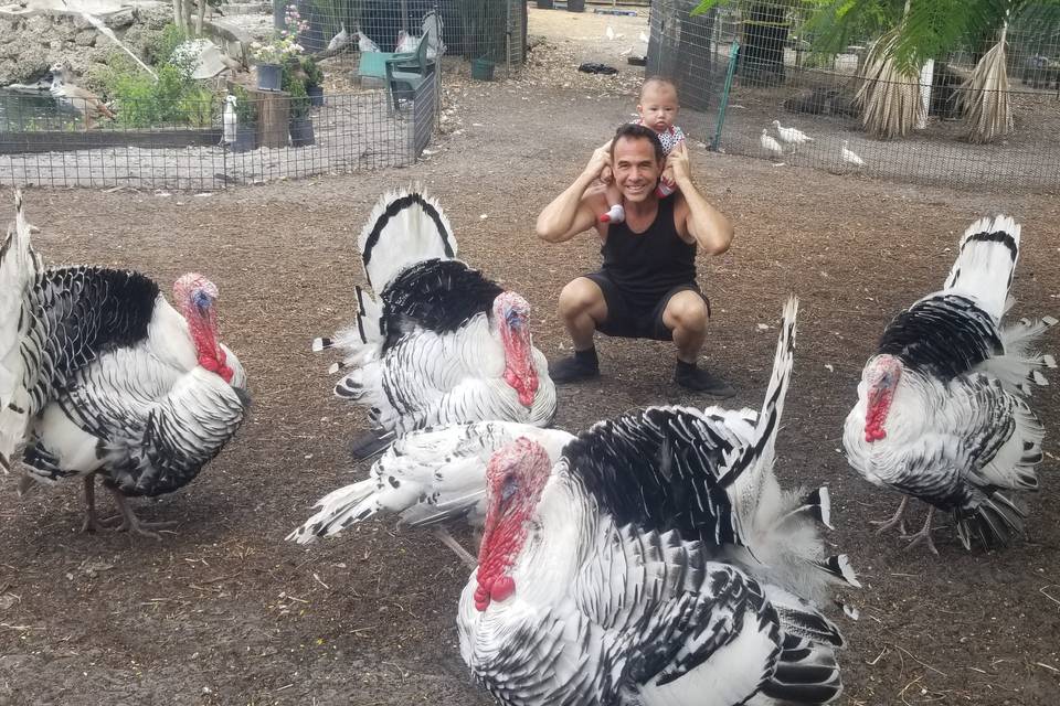 GIANT TAME TURKEYS