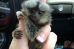 BABY POCKET MONKEY