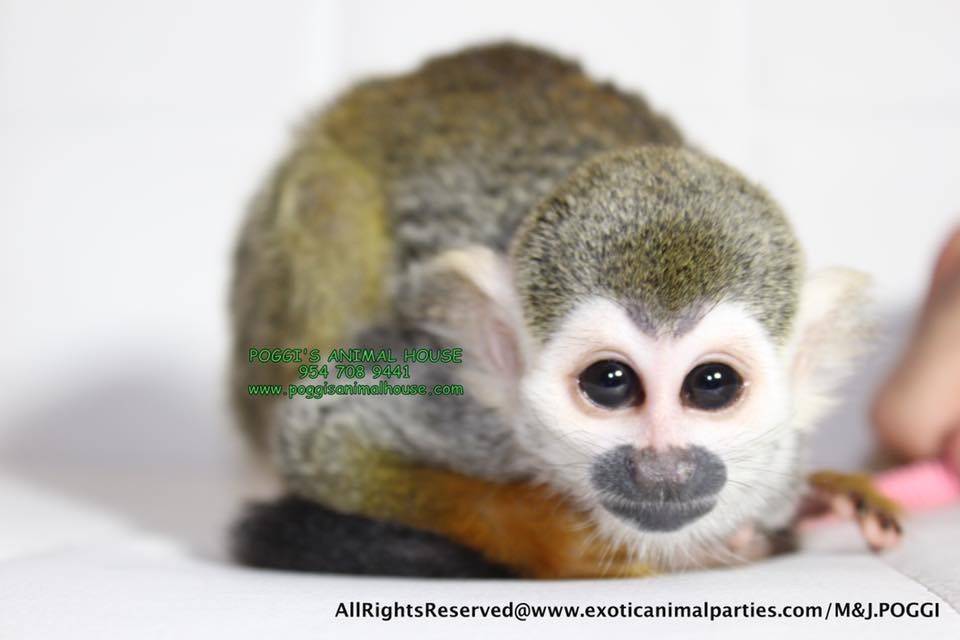 SQUIRREL MONKEYS FOR WEDDINGS