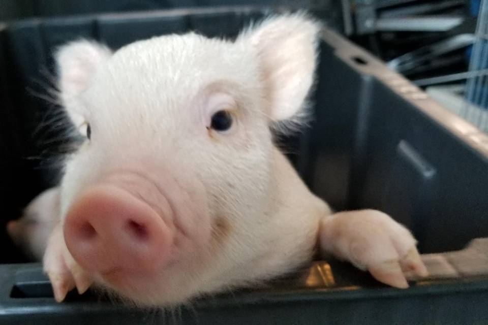 BABY MINI PIG