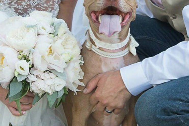 Bridal dog