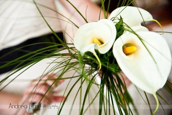 Andrea Lynne Photography