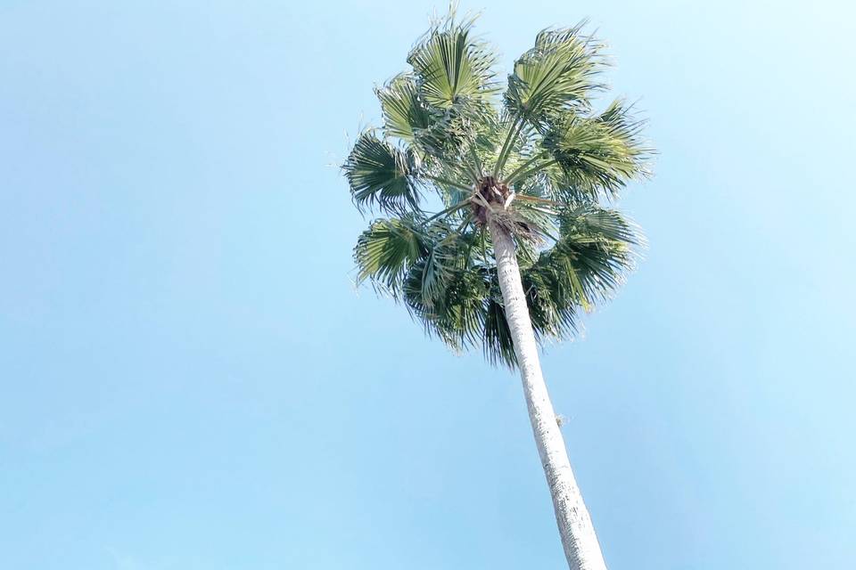 Palm trees!