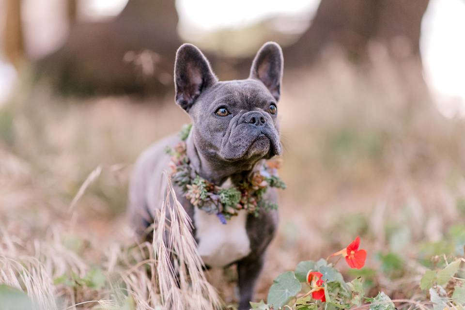 Doggy collars are a great way to include your best friend in the festivities!