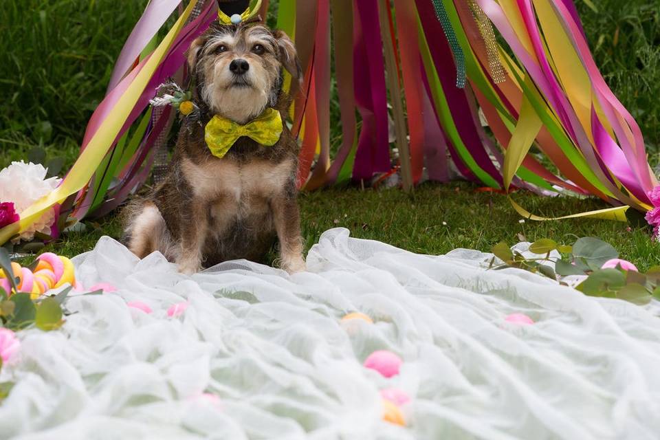 Cutest Dog Wedding Ever